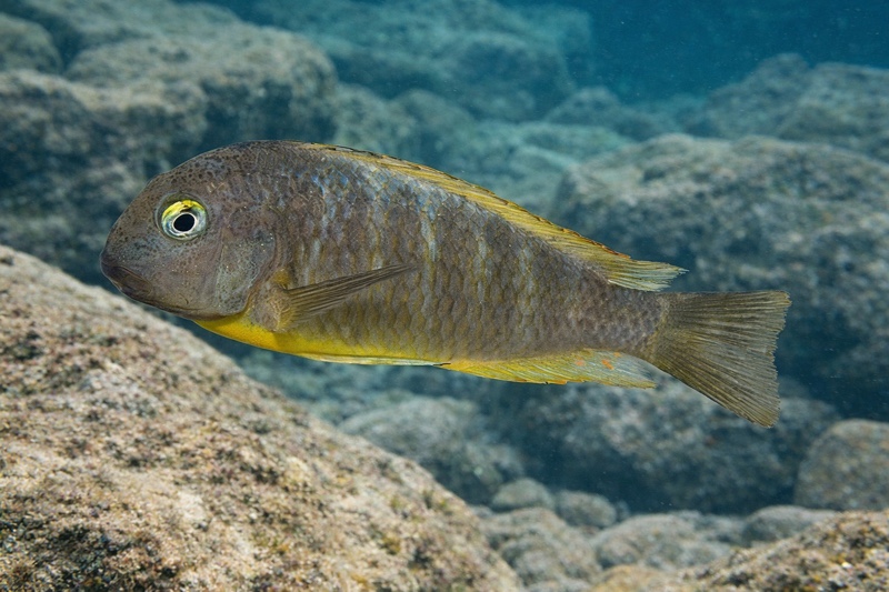 Tropheus brichardi 'Ujiji'